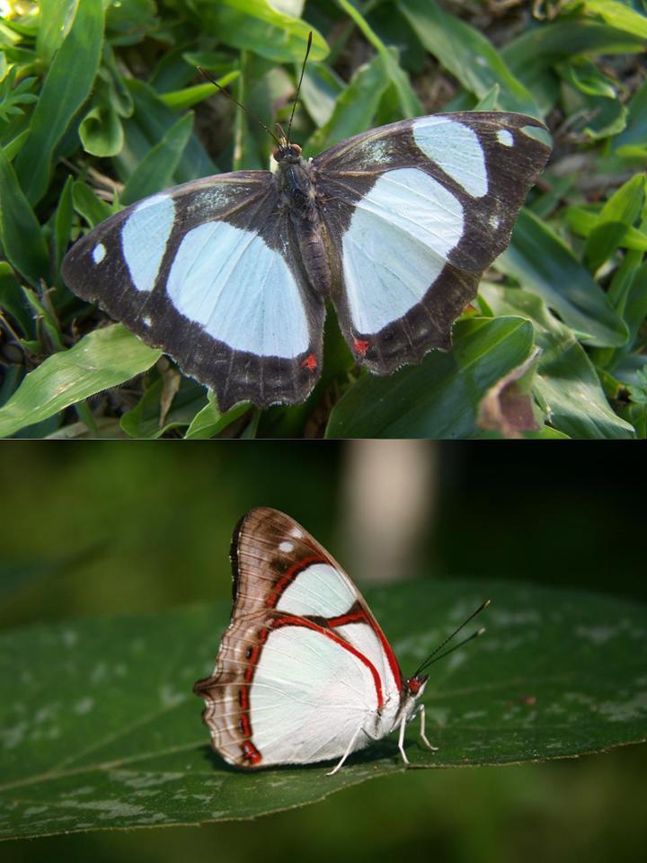 FIGURE 3e FIGURE 3e